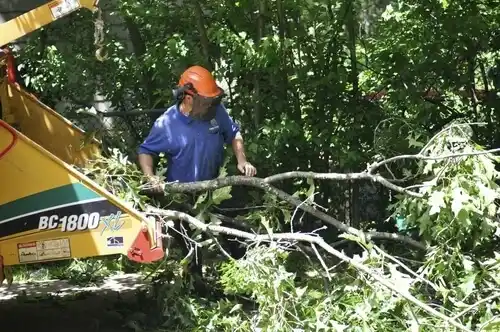 tree services Bedford Heights